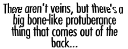 No veins, just a big bone-like protuberance coming out the back